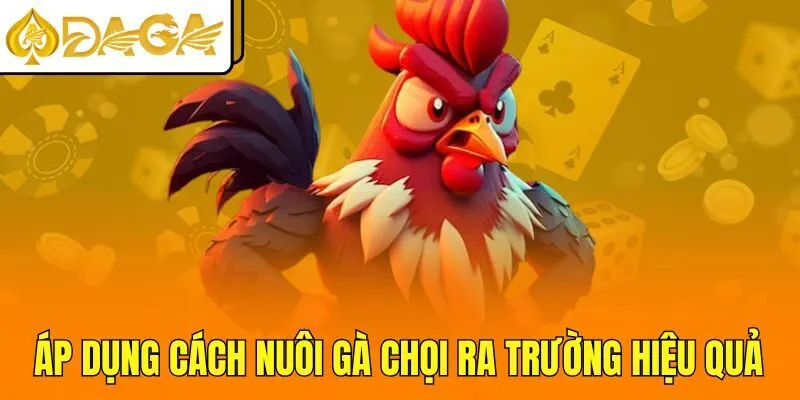 Áp dụng cách nuôi gà chọi ra trường hiệu quả