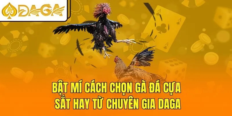 Bật Mí Cách Chọn Gà Đá Cựa Sắt Hay Từ Chuyên Gia DAGA