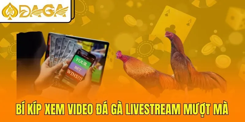 Bí kíp xem video đá gà livestream mượt mà