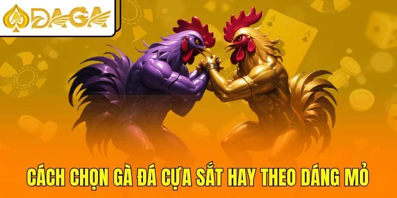 Cách chọn gà đá cựa sắt hay theo dáng mỏ
