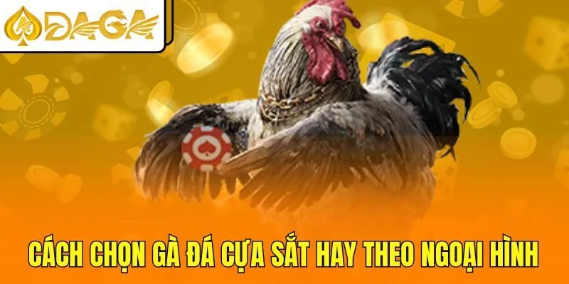 Cách chọn gà đá cựa sắt hay theo ngoại hình