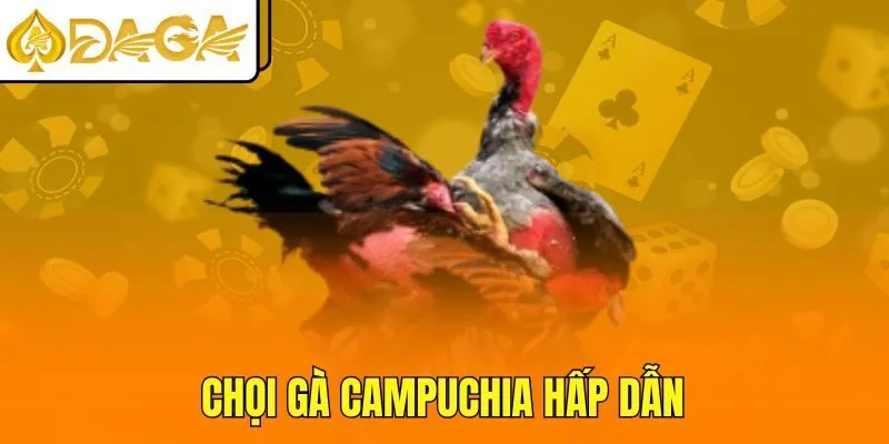 Chọi gà Campuchia hấp dẫn