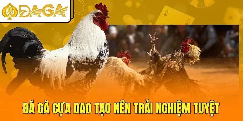 Đá gà cựa dao tạo nên trải nghiệm tuyệt