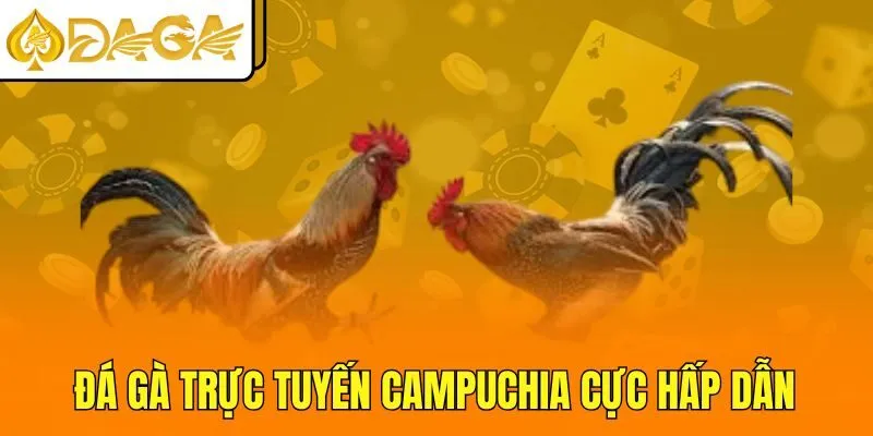 Đá gà trực tuyến Campuchia cực hấp dẫn