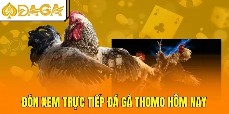 Đón xem trực tiếp đá gà Thomo hôm nay