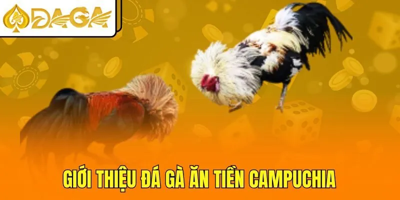 Giới thiệu đá gà ăn tiền Campuchia
