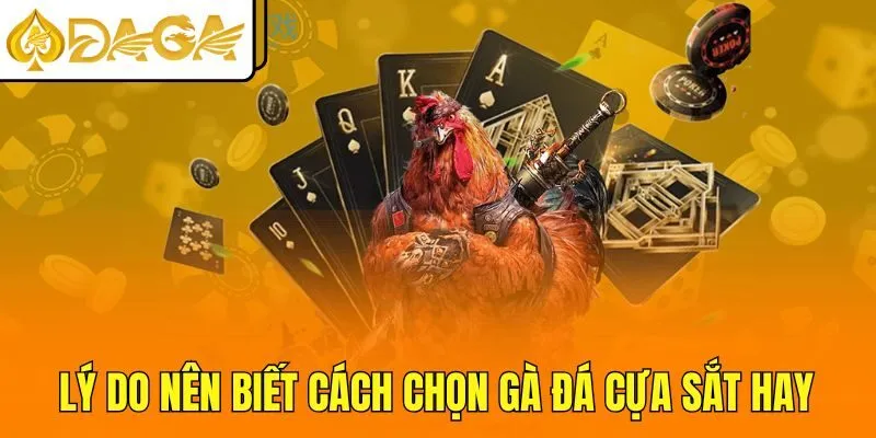 Lý do nên biết cách chọn gà đá cựa sắt hay