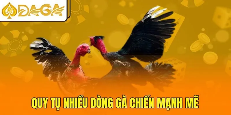 Quy tụ nhiều dòng gà chiến mạnh mẽ