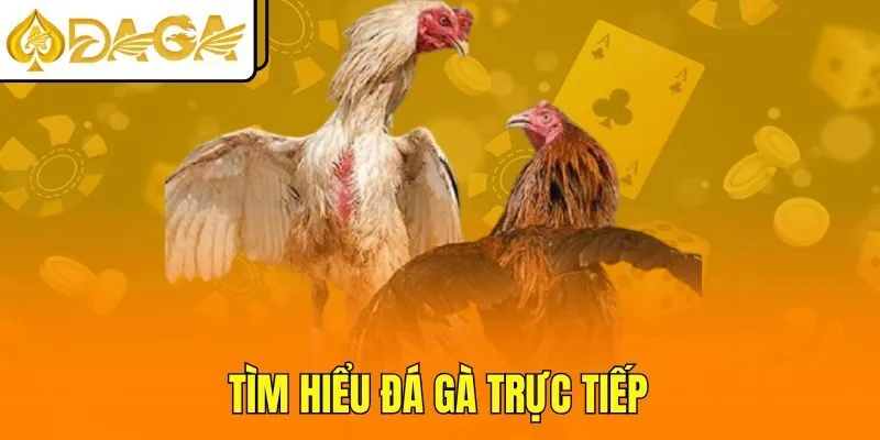 Tìm hiểu đá gà trực tiếp