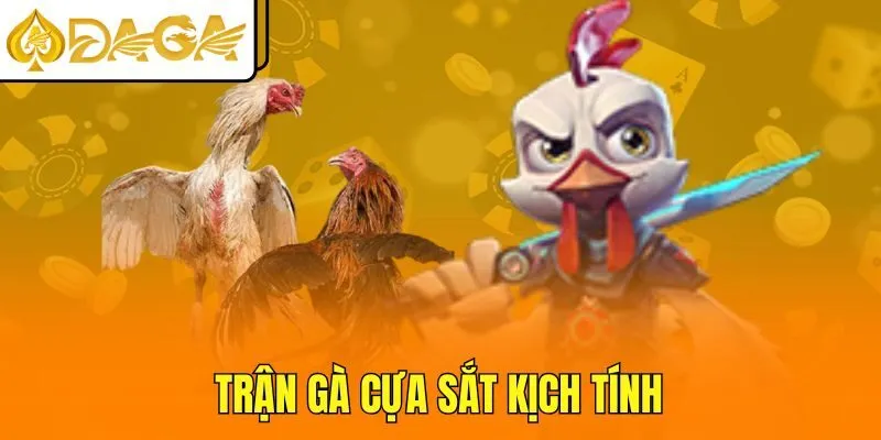Trận gà cựa sắt kịch tính