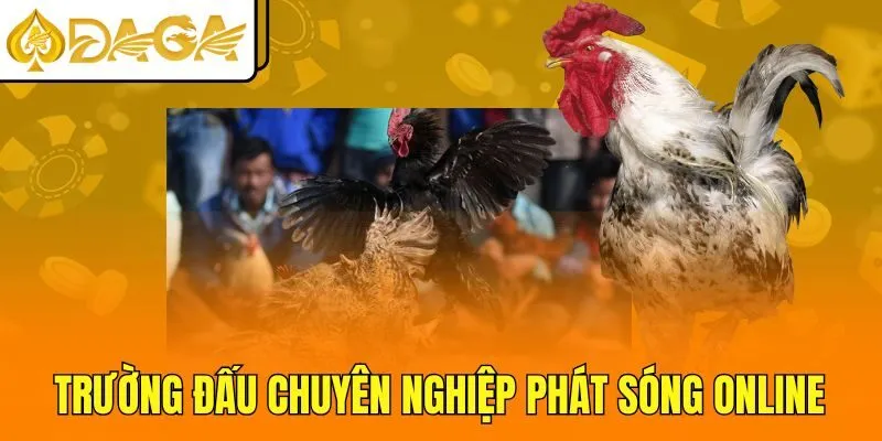 Trường đấu chuyên nghiệp phát sóng online