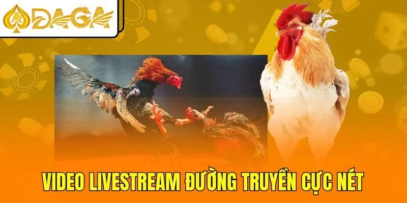 Video livestream đường truyền cực nét